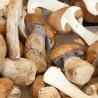 Les champignons et truffes